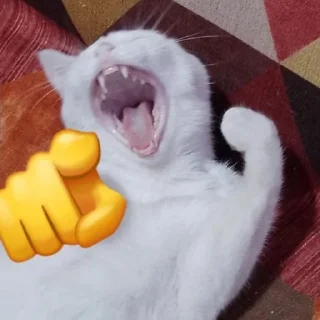 Sticker from cats laugh at you