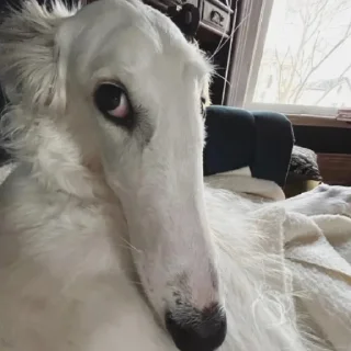 🤨 emoji диднт ай ду ит фор ю Telegram sticker 6 of 7