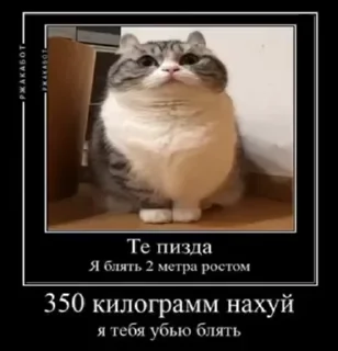 😘 emoji Сво мобилизация 2 @floppa_5555 Telegram sticker 13 of 69