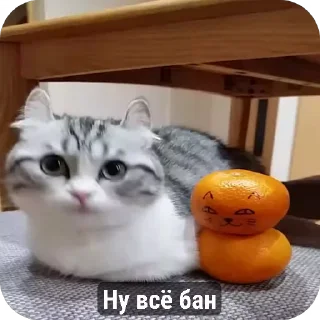 🍊 emoji Сво мобилизация 2 @floppa_5555 Telegram sticker 15 of 69