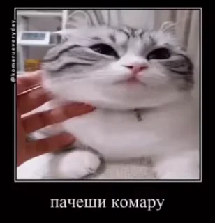😜 emoji Сво мобилизация 2 @floppa_5555 Telegram sticker 17 of 69