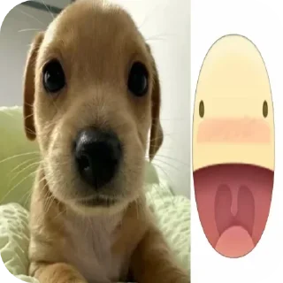 🐶 emoji Не заходи сюда👉🏻 @stikiin Telegram sticker 13 of 40