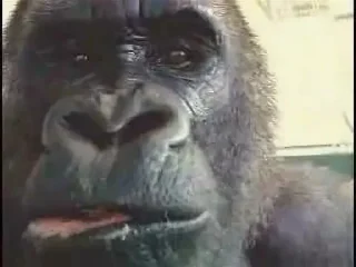🦍 emoji Оливер Telegram sticker 7 of 19