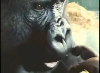 🦍 emoji Оливер Telegram sticker 6 of 19