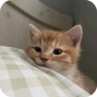 💕 emoji Minnu cat 💕 Telegram sticker 8 of 39