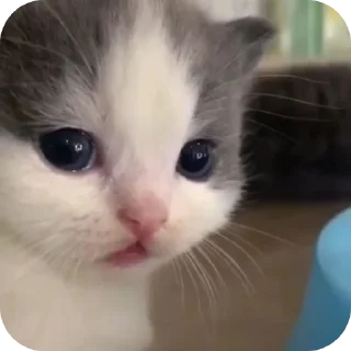 🧐 emoji Minnu cat 💕 Telegram sticker 11 of 39