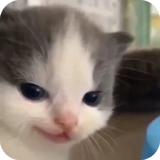 😆 emoji Minnu cat 💕 Telegram sticker 23 of 39