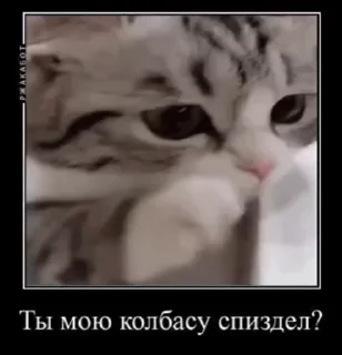 🙈 emoji Котонаты вперед! ➡️ @Ctikerubot Telegram sticker 13 of 120