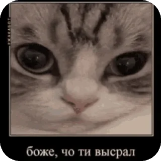 👍 emoji Котонаты вперед! ➡️ @Ctikerubot Telegram sticker 5 of 120