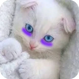 🐱 emoji Стив @kanal_stivena Telegram sticker 11 of 20