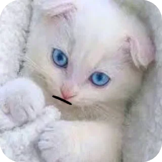 🐱 emoji Стив @kanal_stivena Telegram sticker 20 of 20