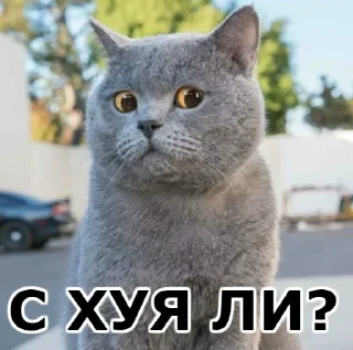 🙄 emoji Стики 0774 из @Anonymnyi_chat_bot Telegram sticker 23 of 40