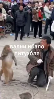 😅 emoji Бібізяни ➡️ @Ctikerubot Telegram sticker 21 of 91
