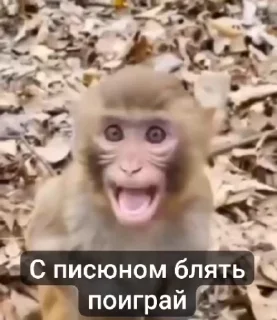 🥹 emoji Бібізяни ➡️ @Ctikerubot Telegram sticker 23 of 91