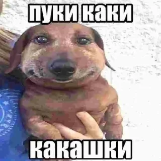 Sticker from пуки каки