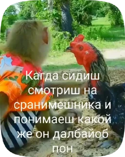 🐔 emoji Больше стиков тут: @stikery4 Telegram sticker 8 of 27