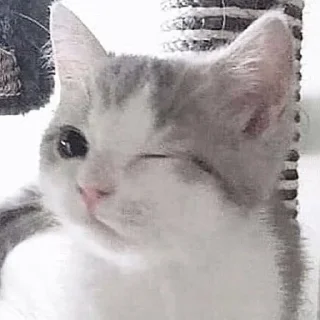 😉 emoji 🌸Веселые коровки✨ pack by @QuotLyBot Telegram sticker 23 of 64