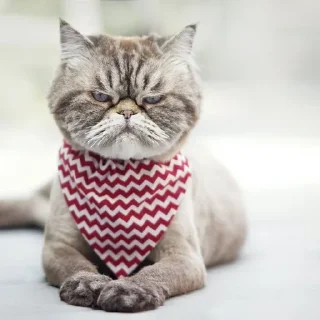 😐 emoji 🌸Веселые коровки✨ pack by @QuotLyBot Telegram sticker 20 of 64