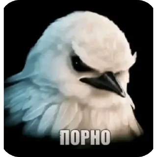🐦 emoji @FULLSITION <- БОЛЬШЕ Telegram sticker 16 of 120
