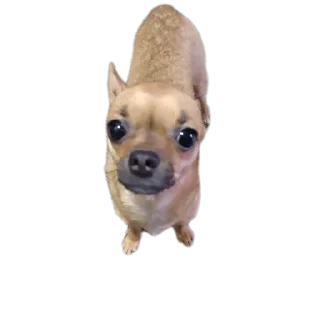 🐶 emoji Ахмат сила💪 Telegram sticker 11 of 20