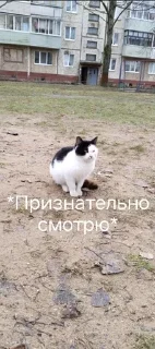 Sticker from Барсик