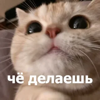 😊 emoji Анонимный чат: @anonimnyi_chatbot 💓 Telegram sticker 9 of 80