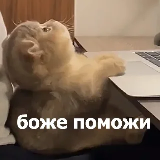 😣 emoji Анонимный чат: @anonimnyi_chatbot 💓 Telegram sticker 11 of 80