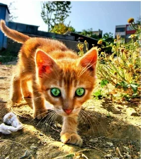 Sticker from Коты Воители