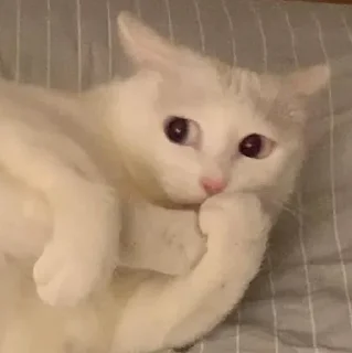 🤭 emoji карман порвался Telegram sticker 7 of 45