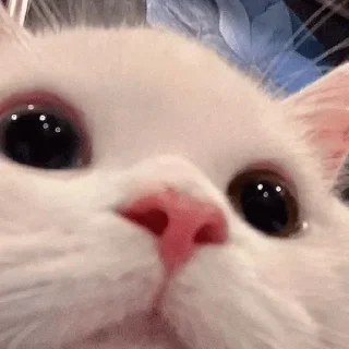🥺 emoji карман порвался Telegram sticker 9 of 45