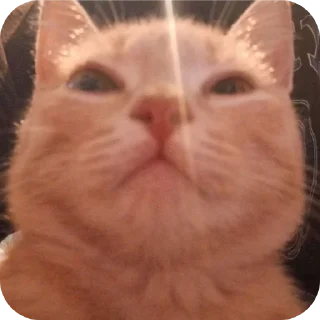 🐱 emoji минами с.п Telegram sticker 5 of 35