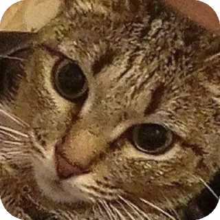 😶 emoji пи Telegram sticker 8 of 18