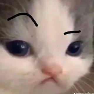 🤨 emoji Китики Telegram sticker 9 of 17