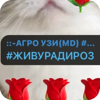 Sticker from Сапожка @mogilkaBot