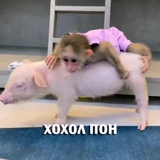 🐖 emoji Анонимный чат: @anonimnyi_chatbot 💓 Telegram sticker 7 of 46