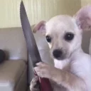 🔪 emoji пёсы Telegram sticker 23 of 38