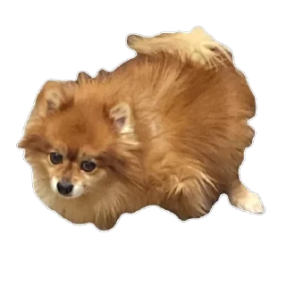 Sticker from ко ка
