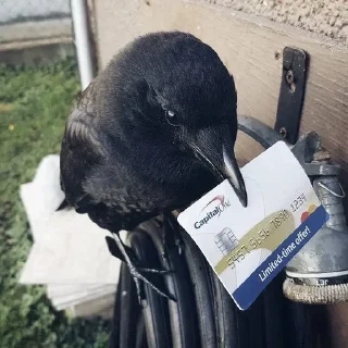 Sticker from The Crow