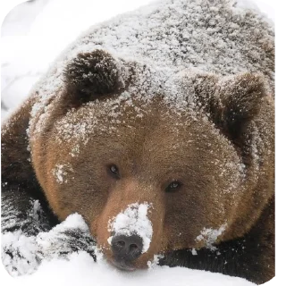 🐻 emoji Grrr Telegram sticker 7 of 29