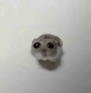 🐹 emoji @VLAGA_STICK 👈 Там ВСЕ стикеры❤️ Telegram sticker 4 of 37