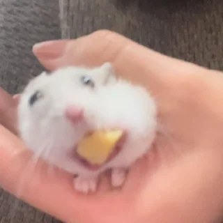 🐹 emoji @VLAGA_STICK 👈 Там ВСЕ стикеры❤️ Telegram sticker 15 of 37