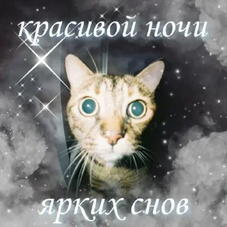 🦄 emoji кошачья переписка :: @sozdat_stikery_bot Telegram sticker 14 of 19