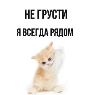 🦄 emoji кошачья переписка :: @sozdat_stikery_bot Telegram sticker 10 of 19