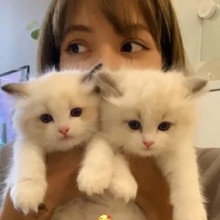 💗 emoji Настя 9-а я хз Telegram sticker 17 of 18
