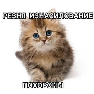 😇 emoji резня изнасилование похороны Telegram sticker 2 of 8