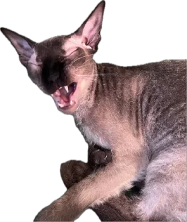 😸 emoji Каспер Telegram sticker 20 of 56