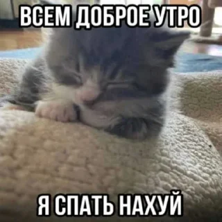 😏 emoji коты ➡️ @Ctikerubot Telegram sticker 2 of 87