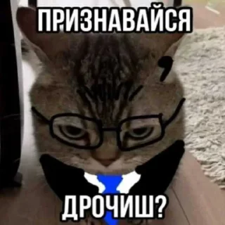 😑 emoji Коты ➡️ @Ctikerubot Telegram sticker 13 of 18