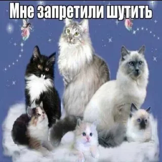 😍 emoji коты ➡️ @Ctikerubot Telegram sticker 21 of 87
