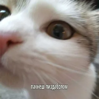 😾 emoji Коты ➡️ @Ctikerubot Telegram sticker 5 of 18